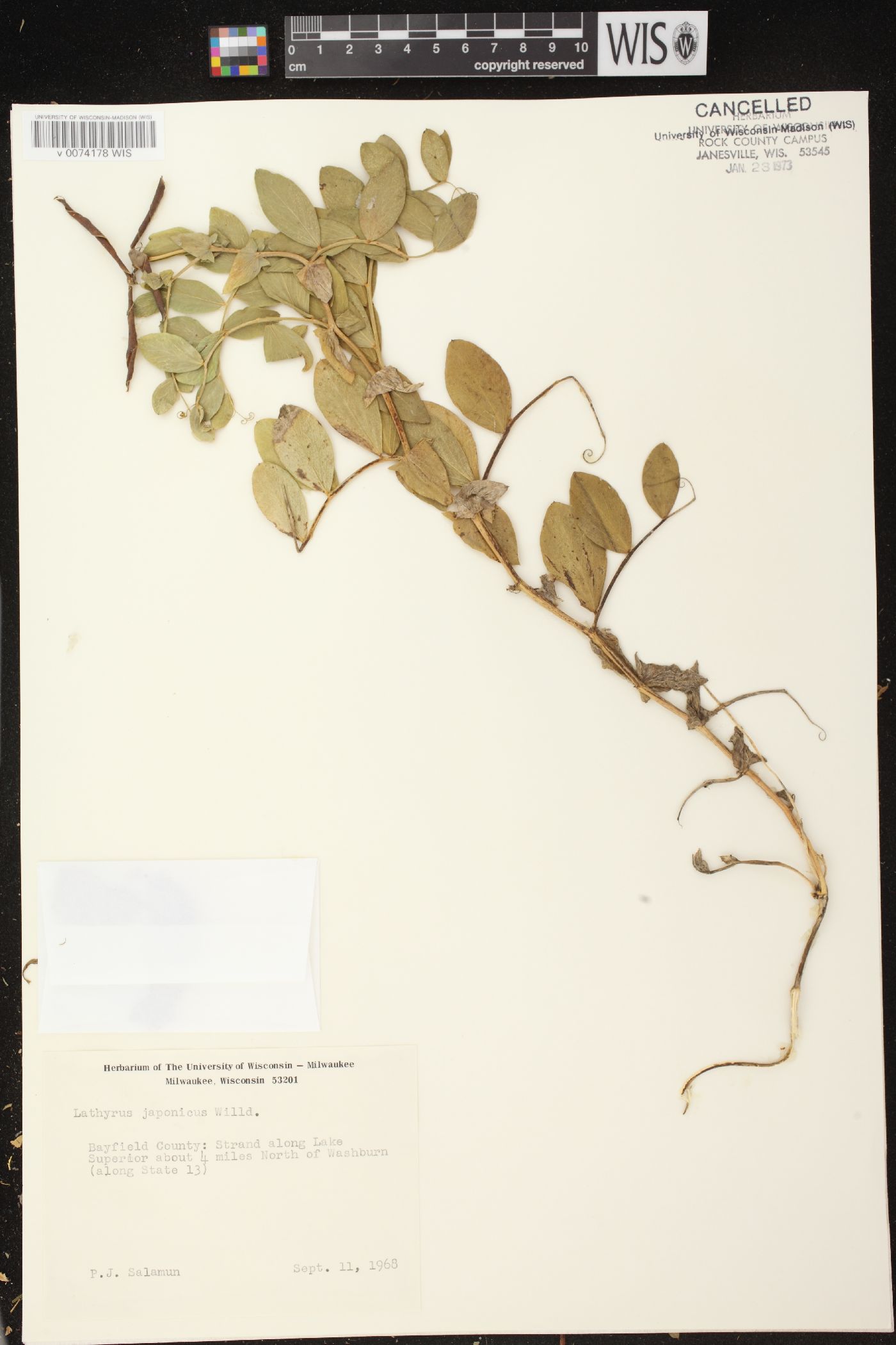 Lathyrus japonicus var. maritimus image