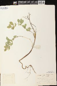 Lathyrus japonicus var. maritimus image