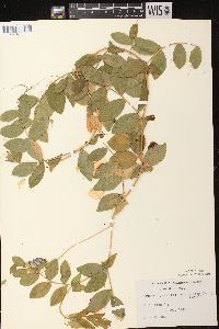 Lathyrus japonicus image