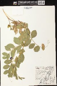 Lathyrus japonicus var. maritimus image