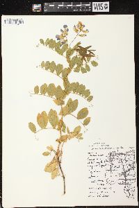 Lathyrus japonicus var. maritimus image