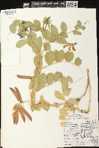 Lathyrus japonicus image