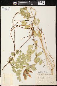 Lathyrus japonicus image