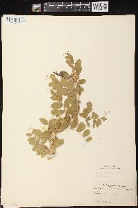 Lathyrus japonicus var. maritimus image