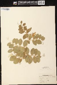 Lathyrus japonicus var. maritimus image