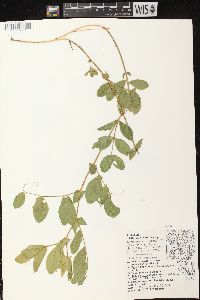 Lathyrus japonicus var. maritimus image