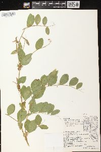 Lathyrus japonicus var. maritimus image