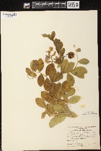 Lathyrus japonicus var. maritimus image