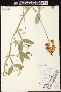 Lathyrus latifolius image