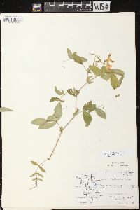 Lathyrus ochroleucus image