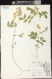 Lathyrus ochroleucus image