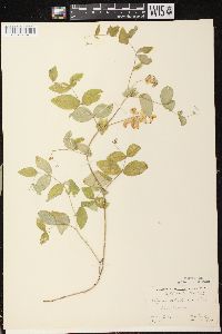 Lathyrus ochroleucus image