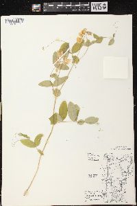 Lathyrus ochroleucus image