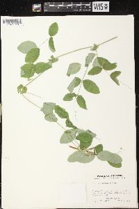 Lathyrus ochroleucus image