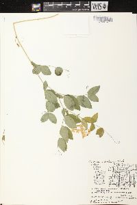 Lathyrus ochroleucus image