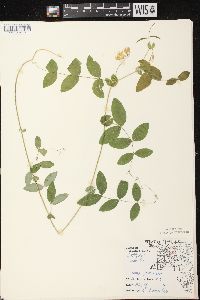 Lathyrus ochroleucus image