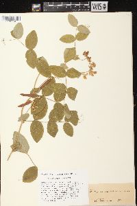 Lathyrus ochroleucus image