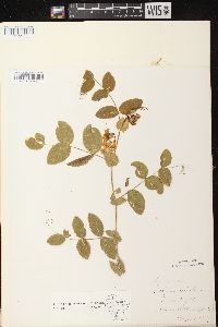 Lathyrus ochroleucus image