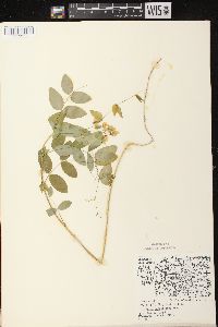 Lathyrus ochroleucus image