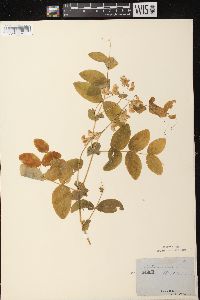 Lathyrus ochroleucus image