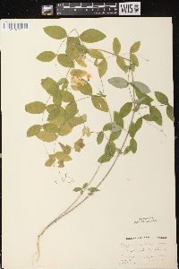 Lathyrus ochroleucus image