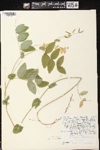 Lathyrus ochroleucus image