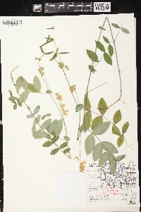 Lathyrus ochroleucus image