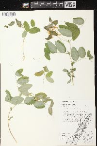 Lathyrus ochroleucus image