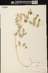 Lathyrus ochroleucus image