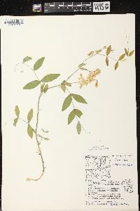 Lathyrus ochroleucus image