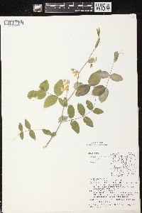 Lathyrus ochroleucus image