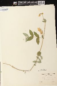 Lathyrus ochroleucus image