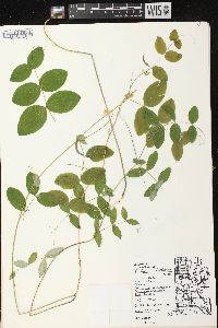 Lathyrus ochroleucus image