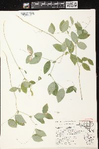 Lathyrus ochroleucus image