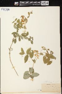 Lathyrus ochroleucus image