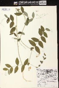 Lathyrus ochroleucus image