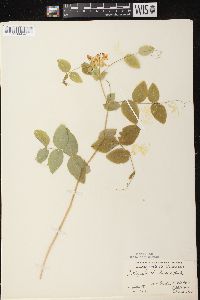 Lathyrus ochroleucus image