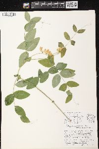 Lathyrus ochroleucus image