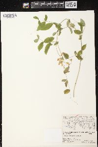 Lathyrus ochroleucus image