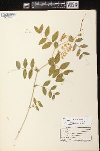 Lathyrus ochroleucus image