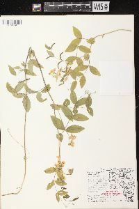 Lathyrus ochroleucus image