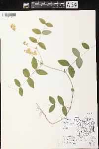 Lathyrus ochroleucus image