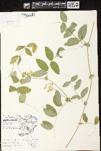 Lathyrus ochroleucus image