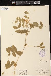 Lathyrus ochroleucus image