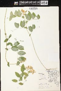 Lathyrus ochroleucus image