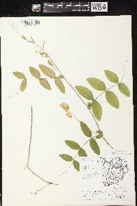 Lathyrus ochroleucus image