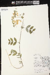 Lathyrus ochroleucus image