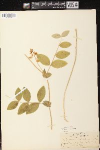 Lathyrus ochroleucus image