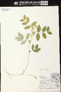 Lathyrus ochroleucus image