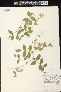 Lathyrus ochroleucus image